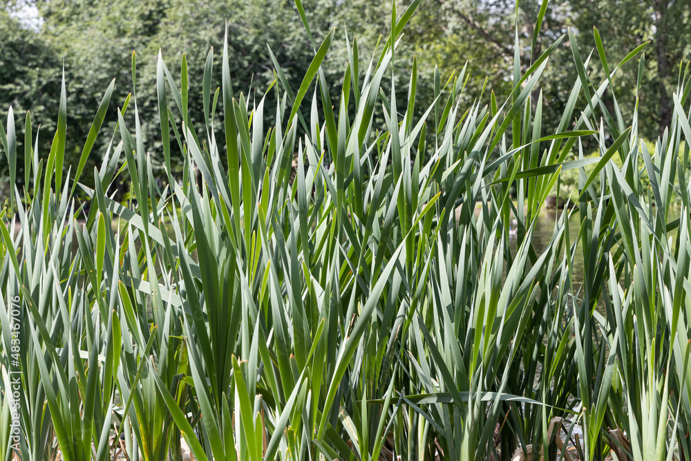 Fototapeta premium Horizontal texture of green grass reeds is by a pond in summer