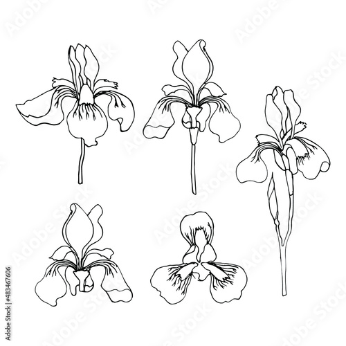 Iris flowers. Iris plant set. Black and white linear ink drawing. Hand drawn vector illustration