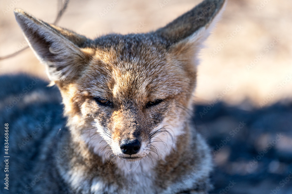 Fototapeta premium South American gray fox, lycalopex griseus or zorro chilla, portrait
