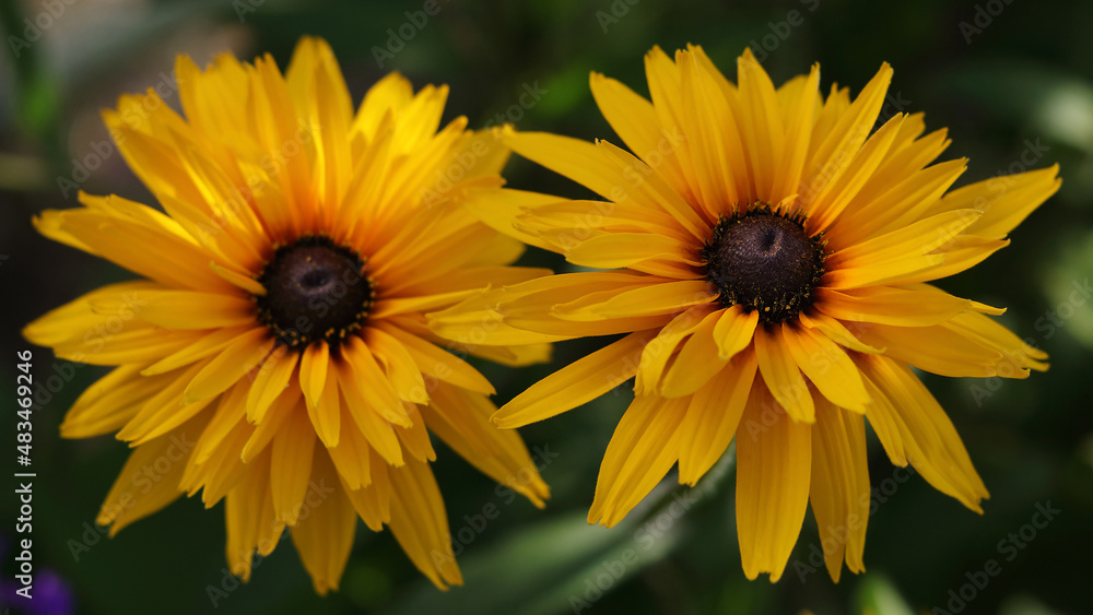 Obraz premium Rudbeckia hirta, black-eyed rudbeckia. Soft blurred selective focus.Macro photo nature blooming yellow flower Rudbeckia. Large orange flowers. Red yellow flower in nature.Beautiful flowers in a garden