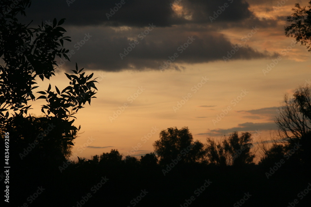 dark silhouettes of trees at sunset background