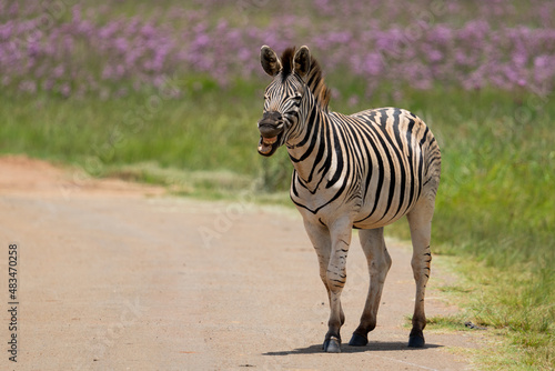 Laughing Zebra and yawning a big yawn while grimacing at a funny joke or comedy 