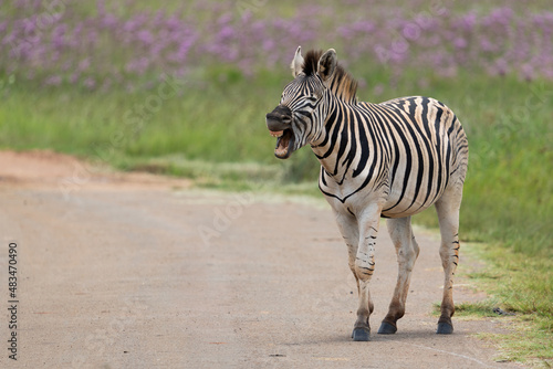 Laughing Zebra and yawning a big yawn while grimacing at a funny joke or comedy 