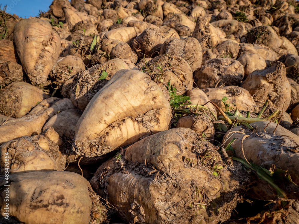 Obraz premium bettraves