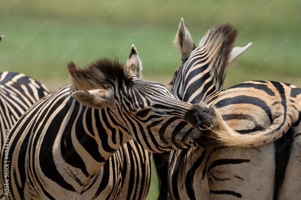 Fototapeta premium Zebra Grooming an cuddling each other after the mating season has passed. looking after each other and caressing behavior