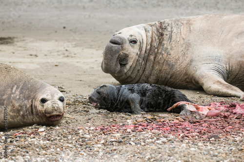 Newborn baby elephant seal with parents on sandy beach