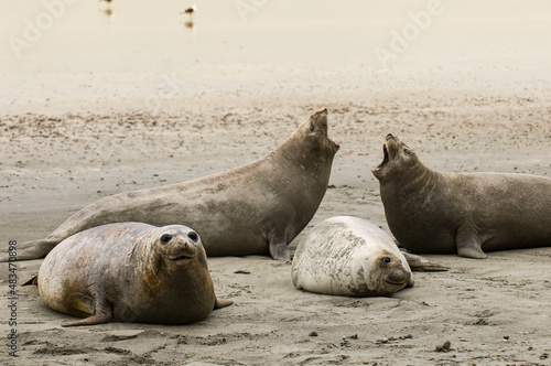 Family of elephant seals on the beach, Peninsula Valdes, Patagonia, Argentina.