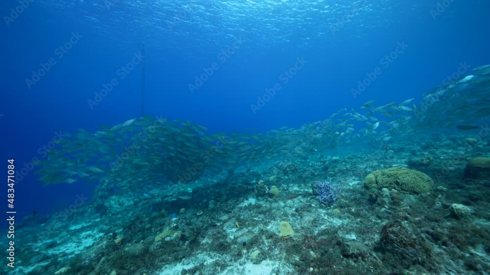 Seascape with Bait Ball, School of Fish in the coral reef of the Caribbean Sea, Curacao Seascape with Bait Ball, School of Fish in the coral reef of the Caribbean Sea, Curacao