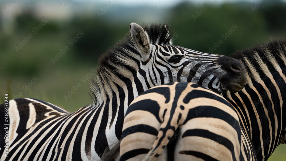 Fototapeta premium Zebra Grooming an cuddling each other after the mating season has passed. looking after each other and caressing behavior