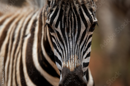 Striped Zebra on African Safari in the wild life nature reserve walking through the bush looking grazing fields