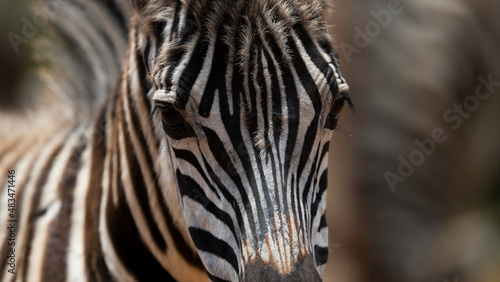 Striped Zebra on African Safari in the wild life nature reserve walking through the bush looking grazing fields