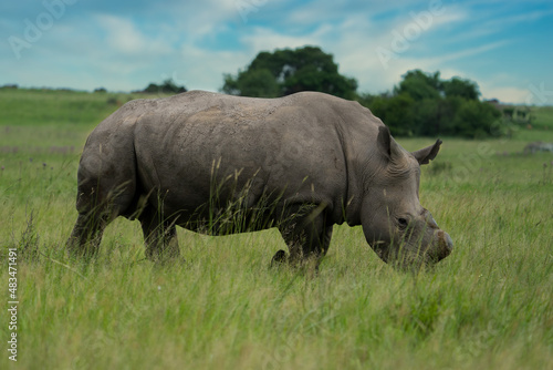 A De horned Rhino to avoid poachers from poaching her in the wildlife reserve as she is an endangered specie. Feeding gracefully in the long grass after the rainy season
