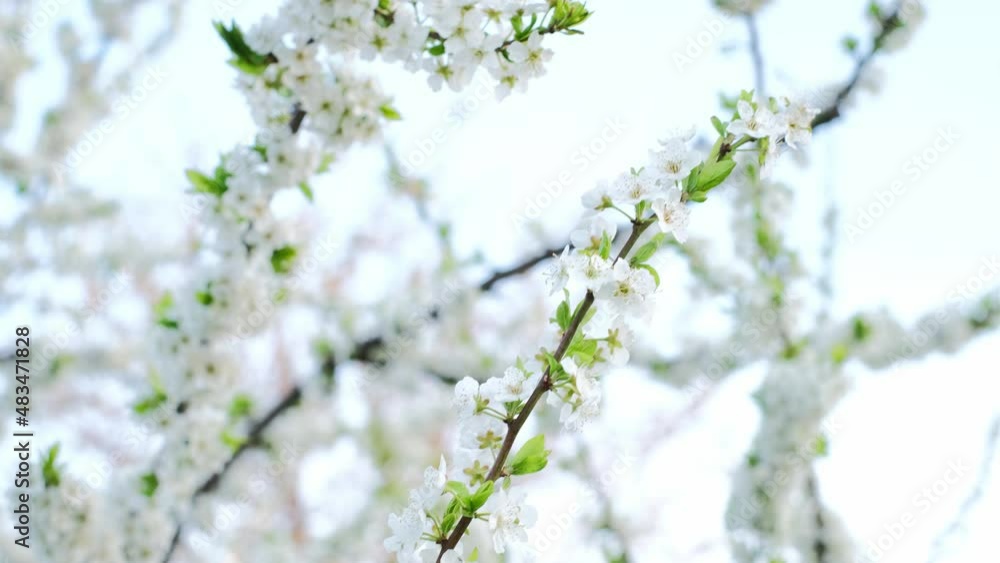 A blooming plum tree against a clear blue sky. Branches with white flowers are swaying in the wind A blooming plum tree against a clear blue sky. Branches with white flowers are swaying in the wind