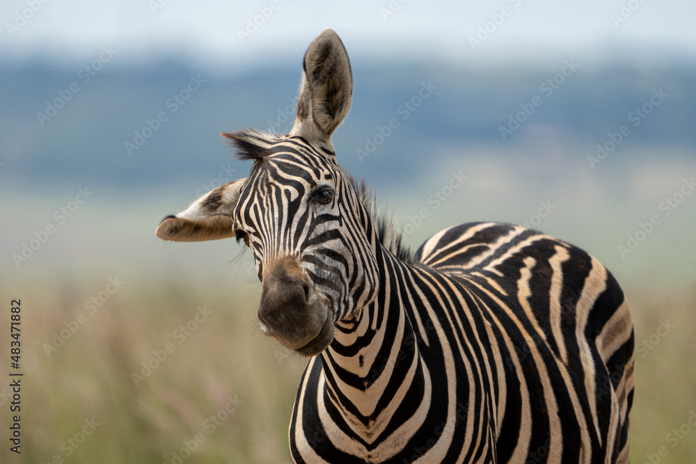 Naklejka premium Zebra in wildlife nature reserve shaking its head the fend off the flies skewing its head and flopping its ears.