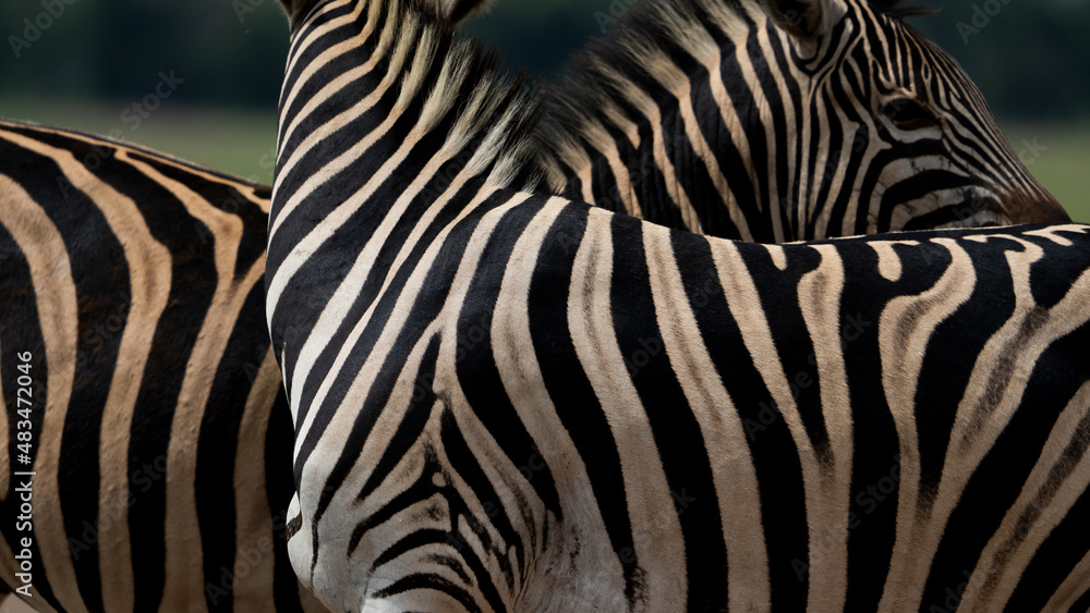Abstract closeup of Zebra hide patterns with lines and stripes showing the textures and patterns of nature like a fingerprint, unique in every way Abstract closeup of Zebra hide patterns with lines and stripes showing the textures and patterns of nature like a fingerprint, unique in every way