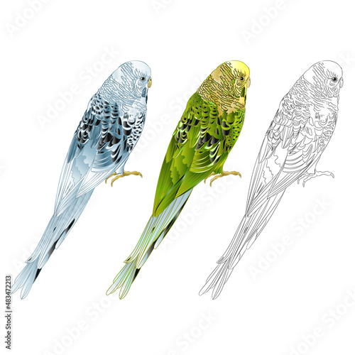 Budgerigar, blue and green pet parakeet or shell parakeet or budgie home pet natural and outline  on a white watercolor background vector illustration editable hand draw