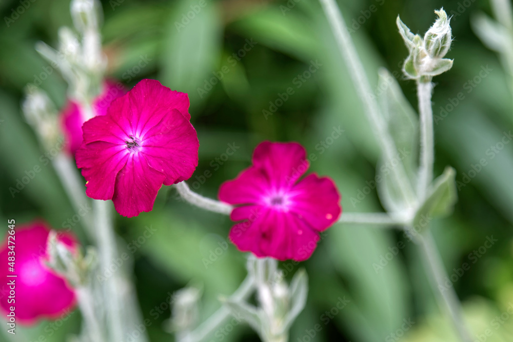 Spring - a beautiful purple wild flower. Spring - a beautiful purple wild flower.