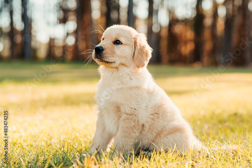 Golden retriever puppy playing at a park field at sunset with golden trees in the background. Portrait of a cute puppy in a field. Dog outdoors.	
