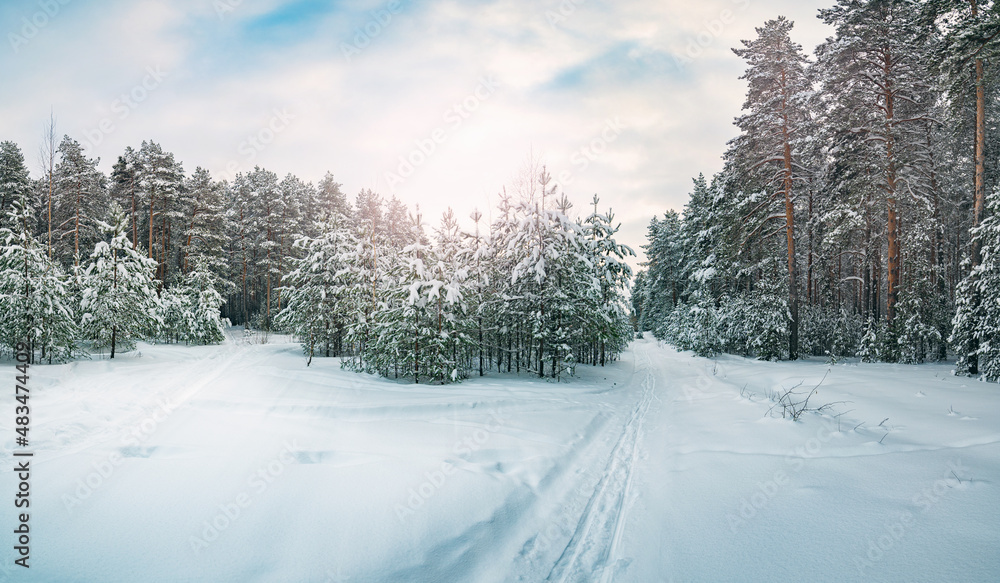 Fototapeta premium Pine trees covered with snow on a frosty evening. The sun through the branches of trees . Shadows on the snow. Beautiful winter landscape.