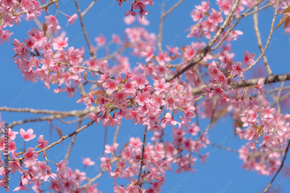 Sakura cherry flowers blossom trees of Phu Lom Lo national park, Phu Hin Rong Kla National Park, Thailand. Natural landscape background. Pink color in spring season. Sakura cherry flowers blossom trees of Phu Lom Lo national park, Phu Hin Rong Kla National Park, Thailand. Natural landscape background. Pink color in spring season.