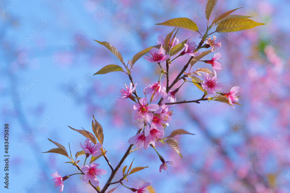 Sakura cherry flowers blossom trees of Phu Lom Lo national park, Phu Hin Rong Kla National Park, Thailand. Natural landscape background. Pink color in spring season. Sakura cherry flowers blossom trees of Phu Lom Lo national park, Phu Hin Rong Kla National Park, Thailand. Natural landscape background. Pink color in spring season.