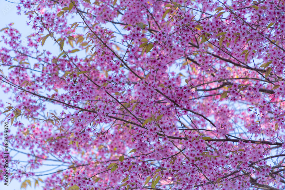 Sakura cherry flowers blossom trees of Phu Lom Lo national park, Phu Hin Rong Kla National Park, Thailand. Natural landscape background. Pink color in spring season. Sakura cherry flowers blossom trees of Phu Lom Lo national park, Phu Hin Rong Kla National Park, Thailand. Natural landscape background. Pink color in spring season.