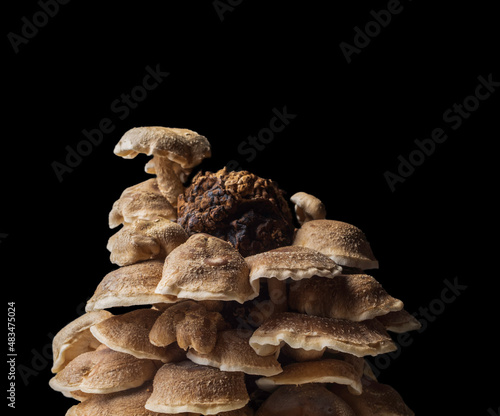 Home-grown Shiitake Mushrooms