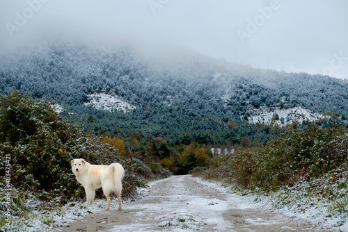 Great Pyrenean Mountain Dog in snow-cold weather. Close-up. White-haired dog. Long-haired dog. Big dogs.