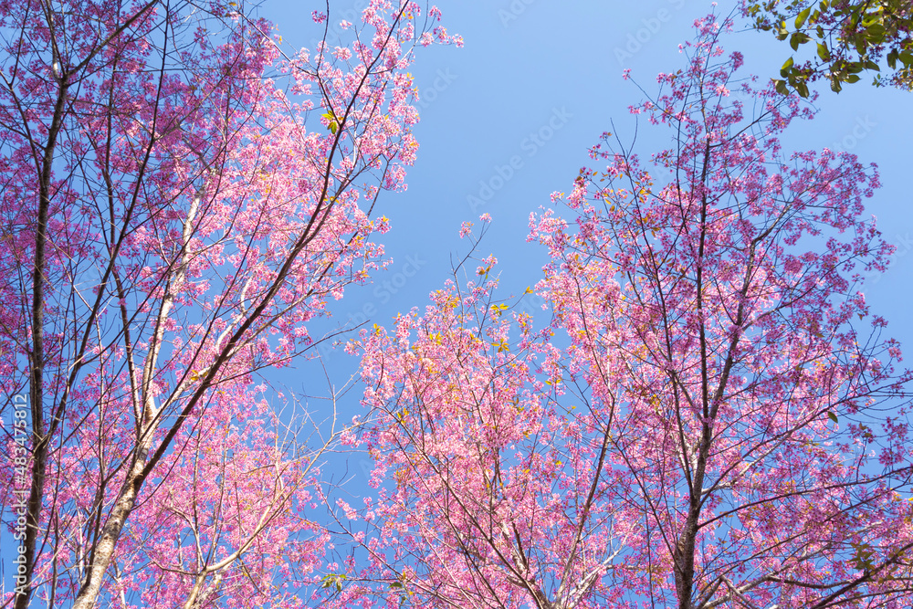 Sakura cherry flowers blossom trees of Phu Lom Lo national park, Phu Hin Rong Kla National Park, Thailand. Natural landscape background. Pink color in spring season. Sakura cherry flowers blossom trees of Phu Lom Lo national park, Phu Hin Rong Kla National Park, Thailand. Natural landscape background. Pink color in spring season.