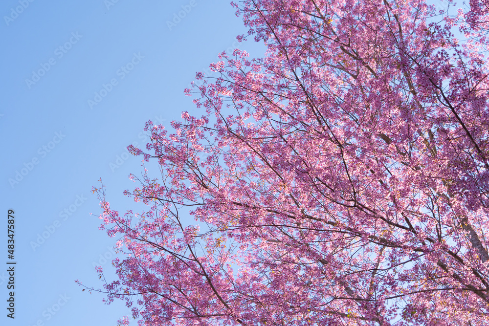 Sakura cherry flowers blossom trees of Phu Lom Lo national park, Phu Hin Rong Kla National Park, Thailand. Natural landscape background. Pink color in spring season.