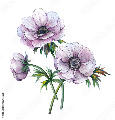 Fotografi Botanical floral trendy fashion illustration set print decorative watercolor anemone flowers on a white background