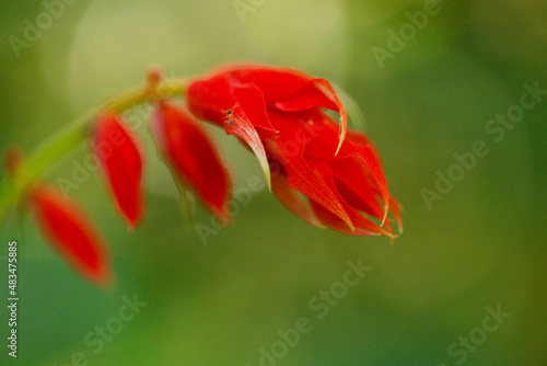 Flor vermelha em pequenos cachos.  photo