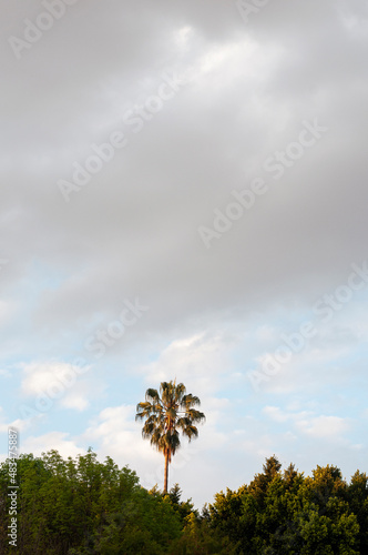 a palm tree stands out against other trees against a cloudy sky, landscape.