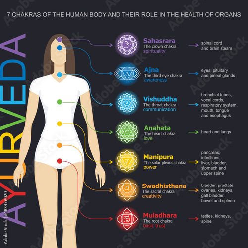 Chakras system with glands. Yogi woman. Vector flat style drawing Sahasrara, Ajna, Vishuddha, Anahata, Manipura, Svadhisthana, Muladhara with text about his glands. Ayurveda, Hinduism, Reiki, Yoga 