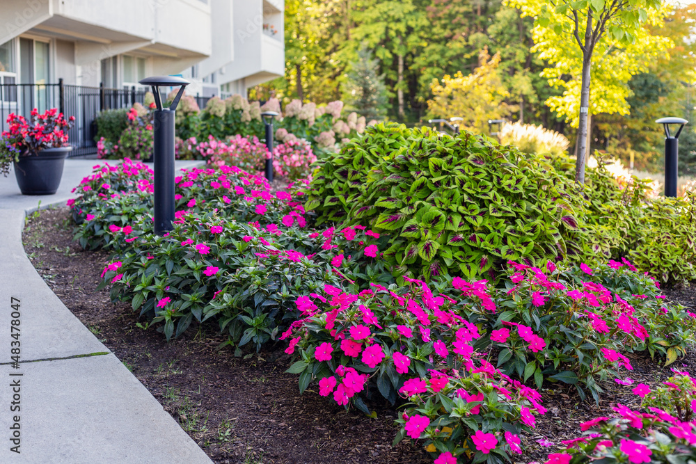 Beautiful plants and flowers in front of residential house in Ottawa, Canada in summer . Landscape near apartment building.