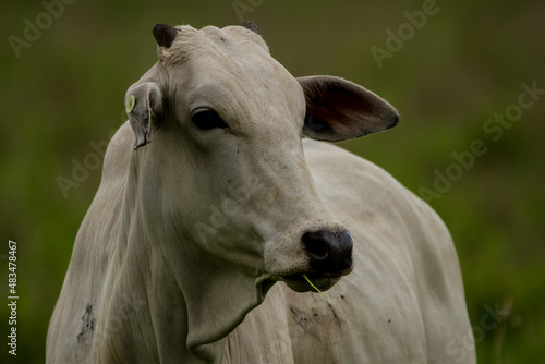 Nelore heifer in a field