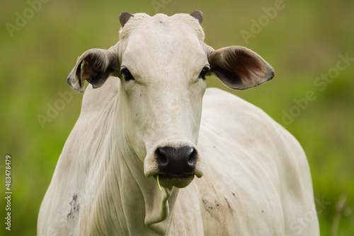 Nelore white cow in a meadow