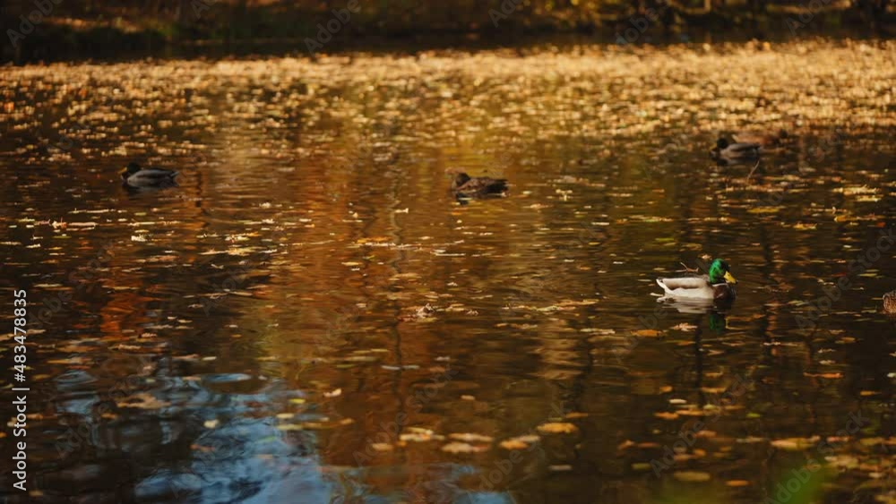 Wild ducks swimming in park lake, looking for food, autumn leaves float on water Wild ducks swimming in park lake, looking for food, autumn leaves float on water