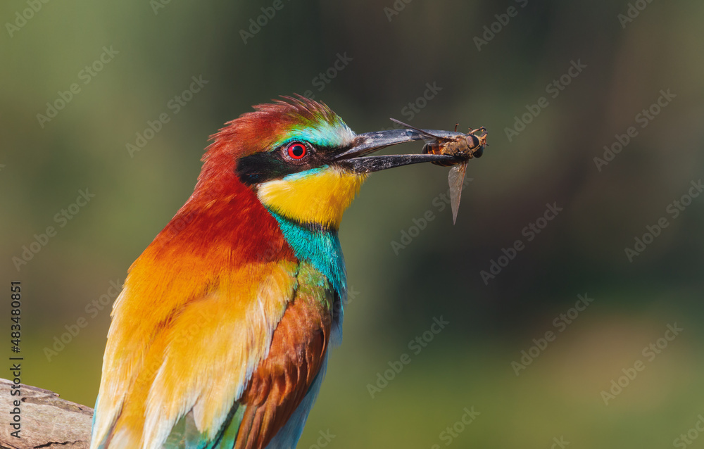 Obraz premium bee-eater with a huge gadfly in its beak