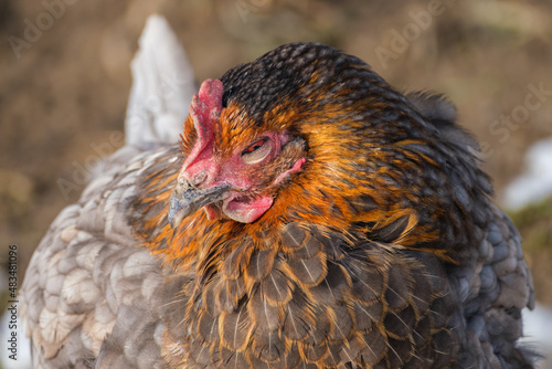 Schönes Huhn mit feuerroter Färbung und grauen Federn mit raubtierähnlicher Ausstrahlung.