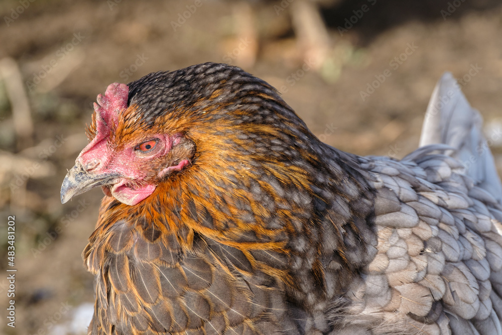 Schönes Huhn mit feuerroter Färbung und grauen Federn mit raubtierähnlicher Ausstrahlung.