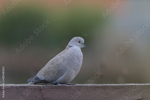 Eurasian collared dove Streptopelia decaocto in close view