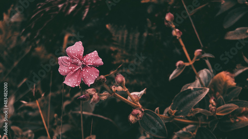 flowers in the garden