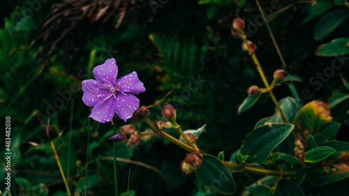 flowers in the forest