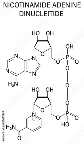 Nicotinamide adenine dinucleotide or NAD+ coenzyme molecule. Important coenzyme in many redox reactions. Skeletal formula.