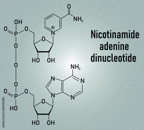 Nicotinamide adenine dinucleotide or NAD+ coenzyme molecule. Important coenzyme in many redox reactions. Skeletal formula.