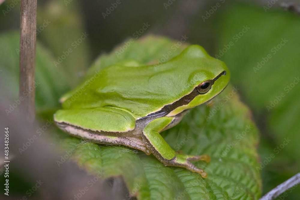 European Tree Frog (Hyla arborea) resting on leaf European Tree Frog (Hyla arborea) resting on leaf