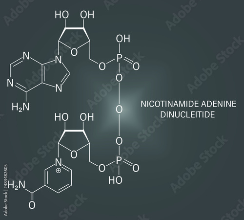 Nicotinamide adenine dinucleotide or NAD+ coenzyme molecule. Important coenzyme in many redox reactions. Skeletal formula.