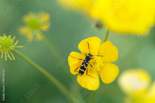 Longhorned beetle Clytus arietis sitting on a yellow flower in spring photo
