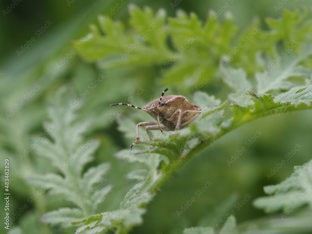 Naklejka premium Wanze saugt mithilfe seines Rüssels an einer Pflanze